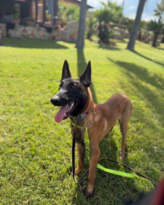 Pastore belga malinois