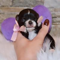 Cucciole di Chihuahua Pelo lungo