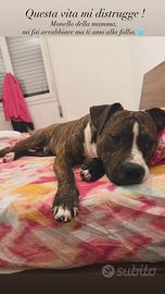Amstaff