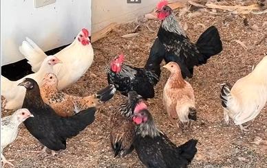 Galletti e gallinelle nane