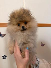 Cucciola Spitz di Pomerania