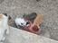 Immagine 6
