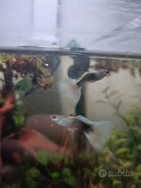 Guppy e plati