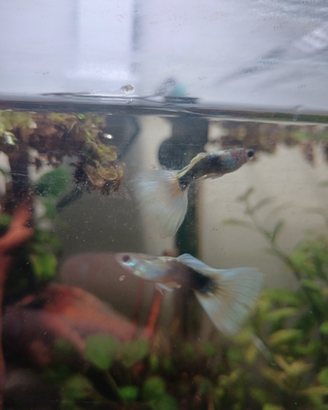 Guppy e plati