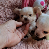 Ceduto Chihuahua pelo lungo mini