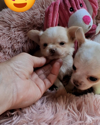 Ceduto Chihuahua pelo lungo mini