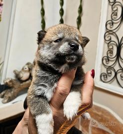 Meraviglioso cucciolo shiba inu