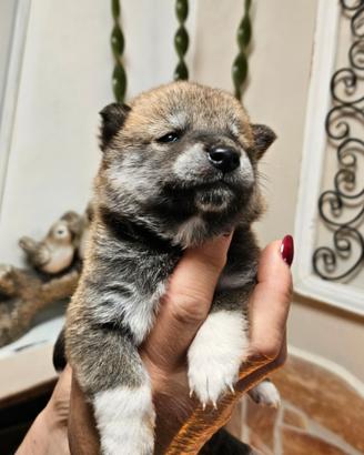 Meraviglioso cucciolo shiba inu