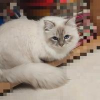 Maschio di Sacro di Birmania per monte