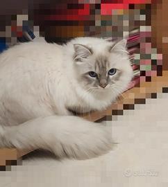 Maschio di Sacro di Birmania per monte