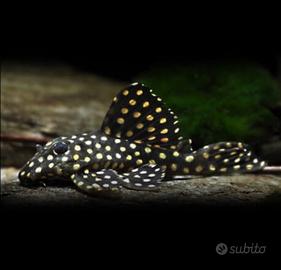 Hypancistrus L201+ L236+ L18