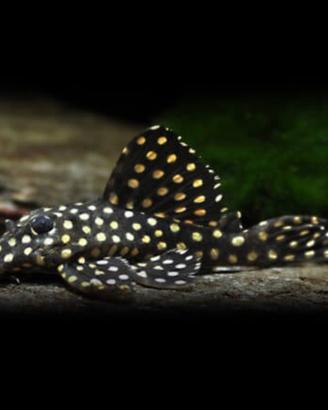 Hypancistrus L201+ L236+ L18