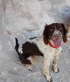 Springer Spaniel