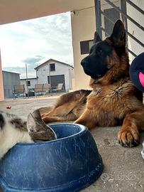 Pastore tedesco con pedigree