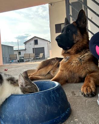 Pastore tedesco con pedigree