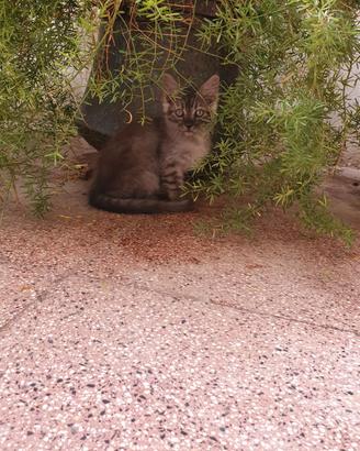 Gattino
