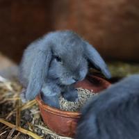 Conigli nani ariete blu