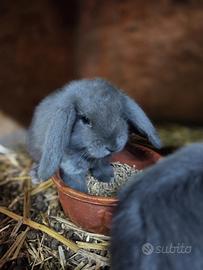 Conigli nani ariete blu