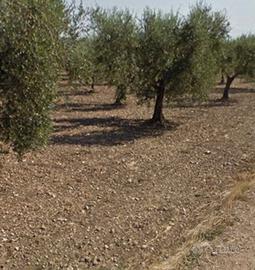 Oliveto Produttivo di 3,5 Ettari
