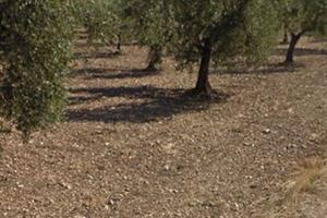Oliveto Produttivo di 3,5 Ettari