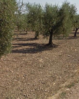 Oliveto Produttivo di 3,5 Ettari