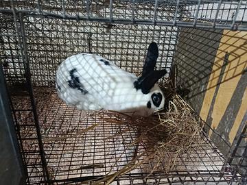 Conigli papillon