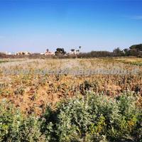 Terreno agricolo 4000 mq zona Birgi