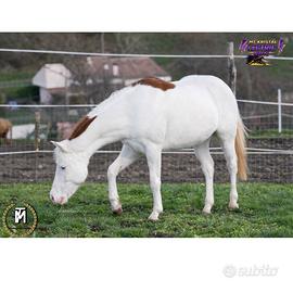 3 anni sorrel Overo extreme splash