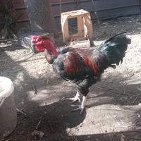 Gallo collo nudo olive egger