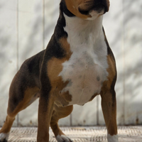 Femmine American Staffordshire Terrier