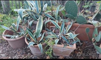 piante di agave