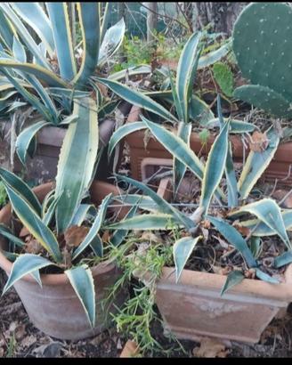 piante di agave