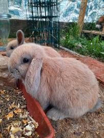 Coniglio ariete nano