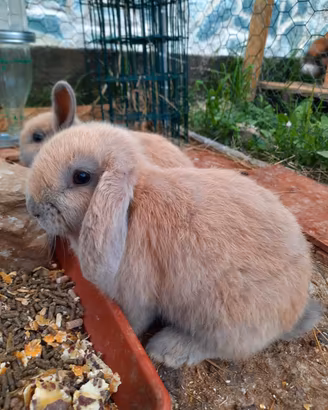 Coniglio ariete nano