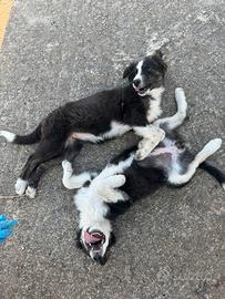 Si regalano due cuccioli di cane
