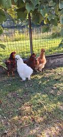 Gallo Moroseta 5.5 messi