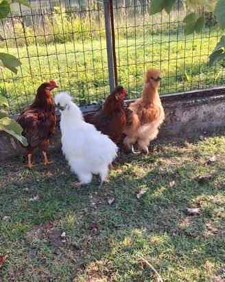 Gallo Moroseta 5.5 messi