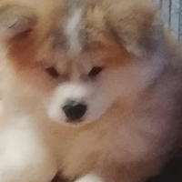 Akita pelo lungo