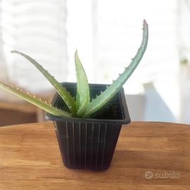 Aloe vera