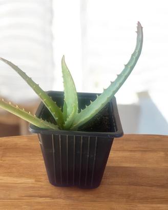 Aloe vera