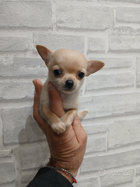 Chihuahua mini toy