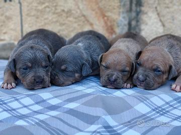 Pitbull ukc