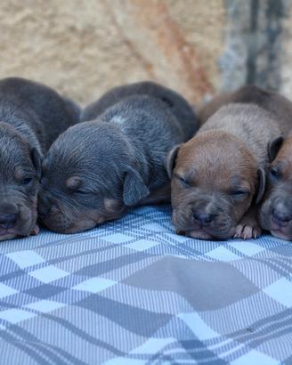 Pitbull ukc