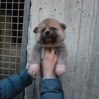 Cuccioli akita inu