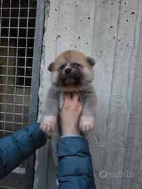 Cuccioli akita inu