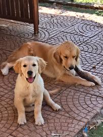 Cucciola di Golden Retriever