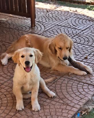 Cucciola di Golden Retriever