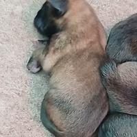 Pastore belga Malinois