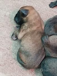 Pastore belga Malinois