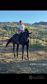 Cavallo